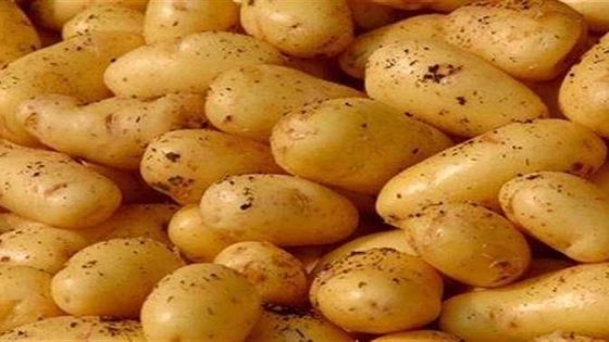 إتلاف 136 طنا من البطاطس ببركان