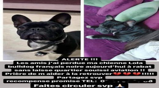 زنقة زنقة.. بيت بيت…. “لولا” كلبة البرلمانية ضاعت يا جدعان
