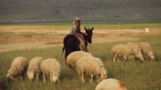 الحكومة تعلن عن دعم آخر لمهنيي النقل والكساب والفلاح الصغير خارج اهتماماتها