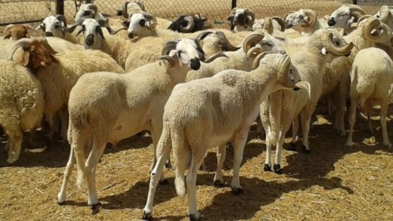 وزير الفلاحة والصيد البحري والتنمية القروية والمياه والغابات يعلن عن إطلاق برنامج يستهدف مربي الأغنام الصغار